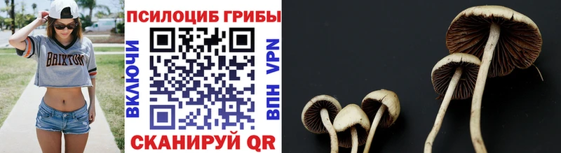 даркнет официальный сайт  Прокопьевск  Псилоцибиновые грибы Cubensis 